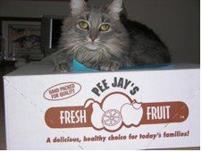 A cat sitting in front of a box.