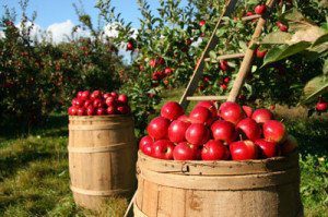 Best Places for Fall Apple Picking
